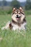 CHIEN FINNOIS DE LAPONIE 665